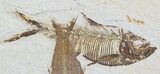 Diplomystus and Knightia Fossil Fish - Wyoming #51828-1